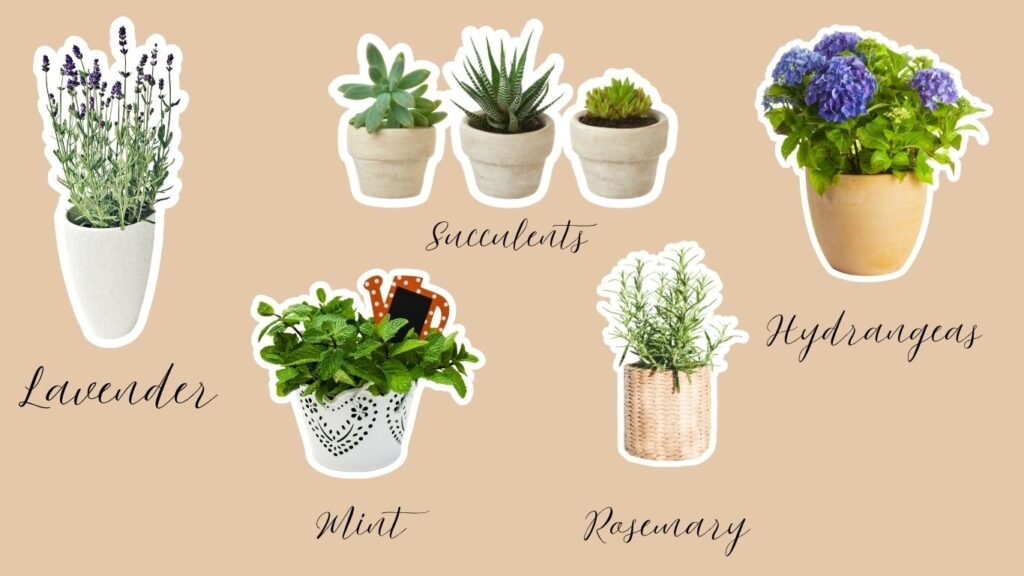 low maintenance garden plants